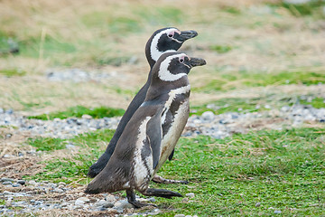 Image showing Two penguins in Chile