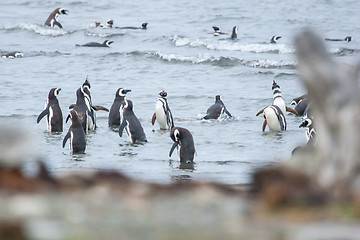 Image showing Large group of penguins on shore