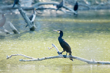 Image showing Cormorants