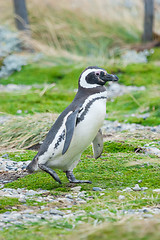 Image showing Side view of penguin