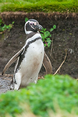 Image showing Magellan penguin in Punta Arenas