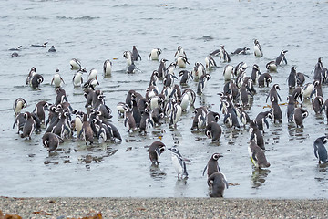 Image showing Penguins on shore in Punta Arenas