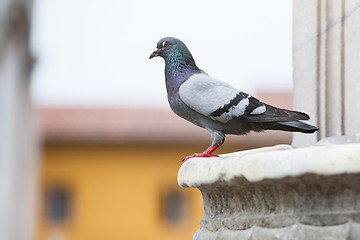 Image showing Side view of pigeon on building