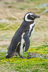 Image showing Penguin standing on meadow