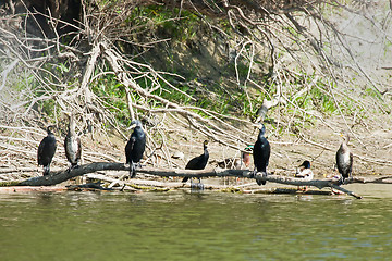 Image showing Cormorants on tree branch above water