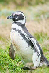 Image showing Magellan penguin