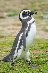 Image showing Side view of penguin walking