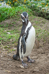 Image showing Front view of penguin on field
