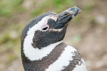 Image showing Penguin lifting head upwards