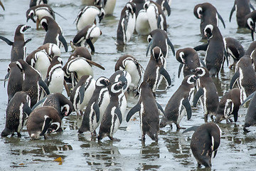 Image showing Group of penguins on shore