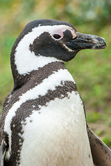 Image showing Close up of penguin in nature