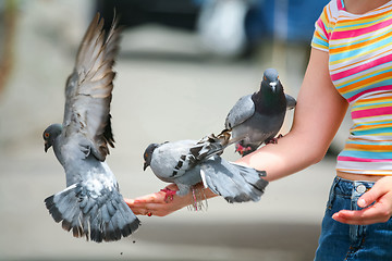Image showing Pigeons on arm 