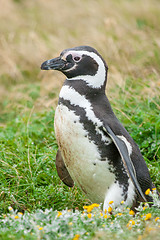 Image showing Penguin