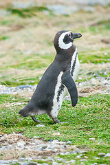 Image showing Penguin standing on field