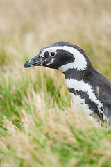 Image showing Close up of penguin in grass