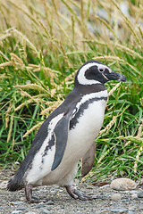 Image showing Penguin walking in nature