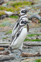 Image showing Two penguins walking on pebble