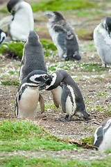 Image showing Group of penguins 