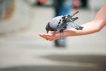 Image showing Pigeon eating out of palm