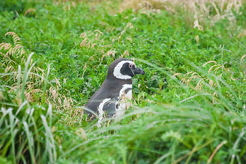 Image showing Penguin in high grass