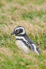 Image showing Side view of penguin on field