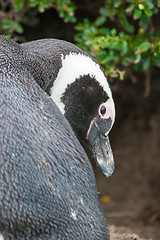 Image showing Close up of magellan penguin in Chile