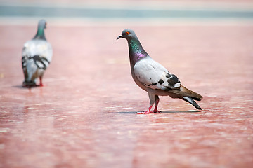 Image showing Two pigeons