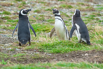 Image showing Three penguins on field