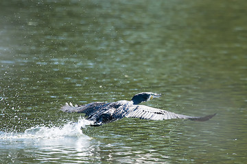 Image showing Cormorant flying above water