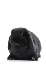 Image showing Bunny rabbit