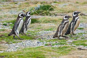 Image showing Four penguins walking in field