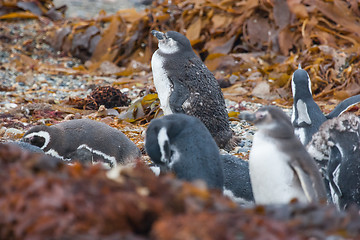 Image showing Penguins on shore among leaves