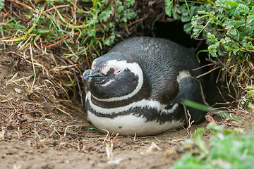 Image showing Penguin in burrow