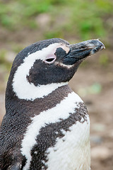 Image showing Close up of penguin in Punta Arenas