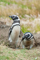 Image showing Front view of two penguins