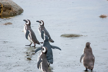 Image showing Group of penguins on shore in Chile