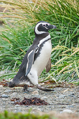 Image showing Penguin walking in Punta Arenas