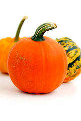 Image showing Mini pumpkin