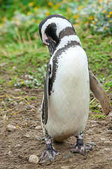 Image showing Penguin in Chile