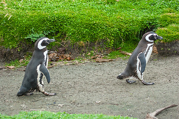 Image showing Two penguins walking on rustic road