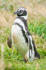 Image showing Penguin in nature