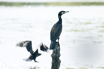 Image showing Cormorants in nature