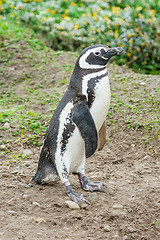 Image showing Penguin on field