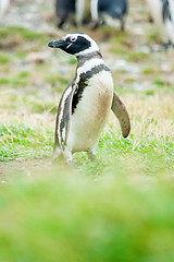 Image showing Penguin looking to left side