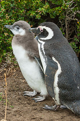 Image showing Two penguins standing