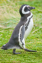 Image showing Penguin walking on meadow