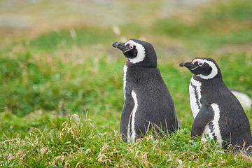 Image showing Penguins in Punta Arenas
