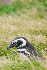 Image showing Side view of penguin 