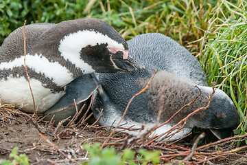 Image showing Two penguins lying on ground