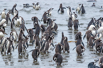 Image showing Penguins standing on shore